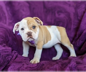 Olde English Bulldogge Puppy for sale in COCHRANVILLE, PA, USA