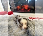 Small Photo #11 Miniature Australian Shepherd Puppy For Sale in QUINCY, CA, USA