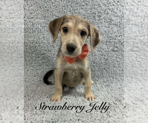 Medium Photo #3 Poodle (Standard)-Unknown Mix Puppy For Sale in Grafton, WI, USA