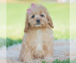 Puppy Cinnabun Cavapoo (Miniature)