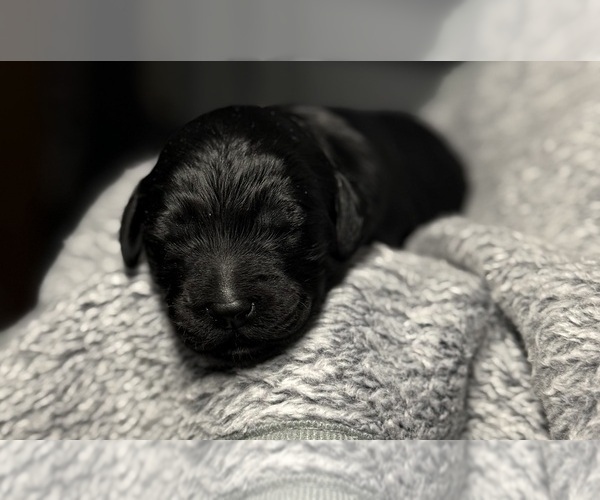 Medium Photo #32 Goldendoodle Puppy For Sale in HOWARD CITY, MI, USA