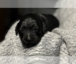 Small Photo #32 Goldendoodle Puppy For Sale in HOWARD CITY, MI, USA