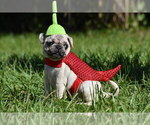 Maple - Female Pug Puppy for Sale - Photo #4