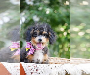 Poodle (Toy) Dogs for adoption in Sandy, UT, USA