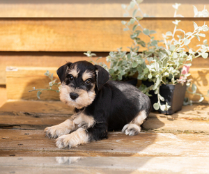 Medium Schnauzer (Miniature)