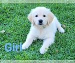 Small Photo #8 English Cream Golden Retriever Puppy For Sale in WEEKI WACHEE, FL, USA