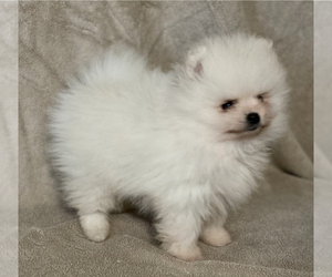 Pomeranian Puppy for sale in ANTELOPE, CA, USA