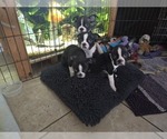 Small #3 Boston Terrier