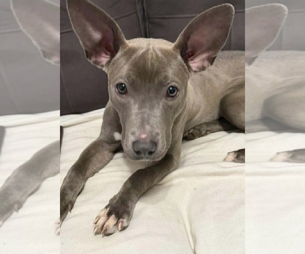 Medium Photo #1 American Pit Bull Terrier-Unknown Mix Puppy For Sale in Holly Springs, NC, USA