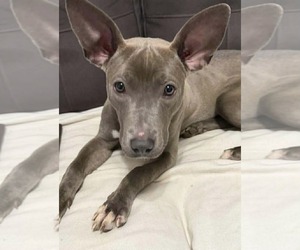 American Pit Bull Terrier-Unknown Mix Dogs for adoption in Holly Springs, NC, USA