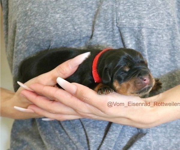 Medium Photo #12 Rottweiler Puppy For Sale in FONTANA, CA, USA