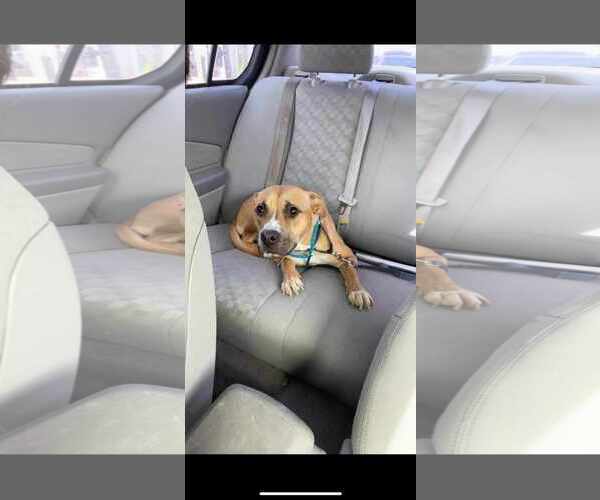 Medium Photo #5 Mutt Puppy For Sale in Waterloo, IA, USA