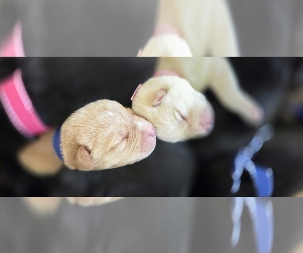 Medium Photo #3 Borador Puppy For Sale in FORTUNA, CA, USA