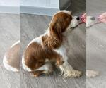 Small #1 Cavalier King Charles Spaniel
