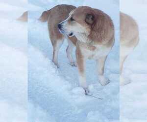 Mother of the Central Asian Shepherd Dog puppies born on 01/10/2024