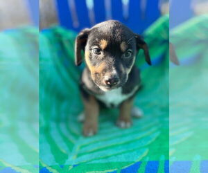 Australian Shepherd-Unknown Mix Dogs for adoption in Pacolet, SC, USA