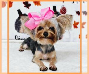 Yorkshire Terrier Puppy for sale in TAYLOR, TX, USA