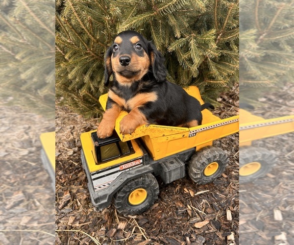 Medium Photo #2 Dachshund Puppy For Sale in MIDDLEBURY, IN, USA