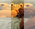 Puppy Puppy 6 Orion Poodle (Miniature)