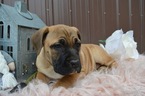 Small Photo #4 Boerboel Puppy For Sale in HONEY BROOK, PA, USA