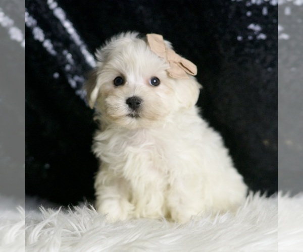 Medium Photo #1 Maltipoo Puppy For Sale in WARSAW, IN, USA