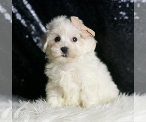 Maltipoo Puppy for Sale in WARSAW, Indiana USA