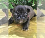 Small Photo #5 French Bulldog Puppy For Sale in CORPUS CHRISTI, TX, USA