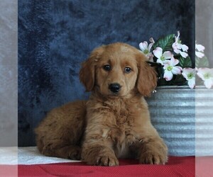 Goldendoodle Puppy for sale in GAP, PA, USA