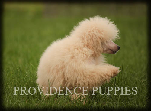 Medium Photo #68 Poodle (Miniature) Puppy For Sale in COPPOCK, IA, USA