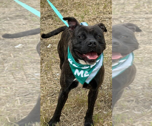 Medium Photo #5 Mutt Puppy For Sale in Tarboro, NC, USA