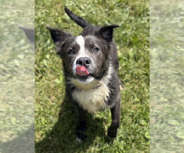 Medium Photo #2 Mutt Puppy For Sale in Jefferson, WI, USA