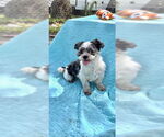 Small #9 Shih Tzu