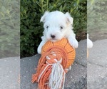 Small #1 Maltese