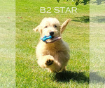 Puppy Star Goldendoodle (Miniature)