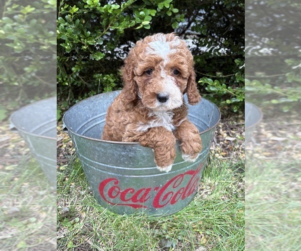 Medium Photo #5 Cockapoo (Miniature) Puppy For Sale in MIDDLEBURY, IN, USA