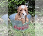 Small #4 Cockapoo (Miniature)
