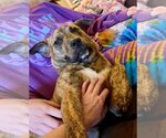 Small Photo #4 Mountain Cur-Unknown Mix Puppy For Sale in Germantown, OH, USA