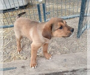 German Shepherd Dog-Unknown Mix Dogs for adoption in Golden Valley, AZ, USA