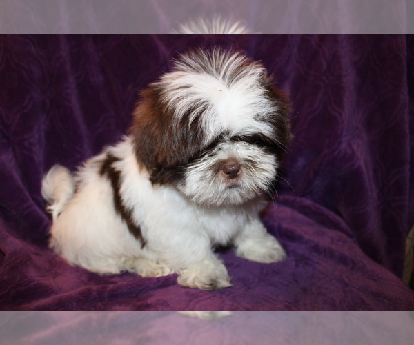 Medium Photo #14 Shih Tzu Puppy For Sale in BLOOMINGTON, IN, USA
