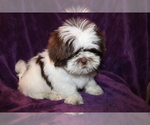 Small Photo #14 Shih Tzu Puppy For Sale in BLOOMINGTON, IN, USA