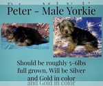 Image preview for Ad Listing. Nickname: Peter
