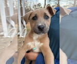 Small #2 Labrador Retriever Mix