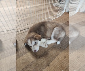 Australian Shepherd-Siberian Husky Mix Puppy for sale in ATTICA, NY, USA