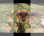 Small #2 Chihuahua Mix