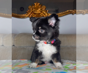 Chihuahua Puppy for sale in CHARLOTTE, NC, USA