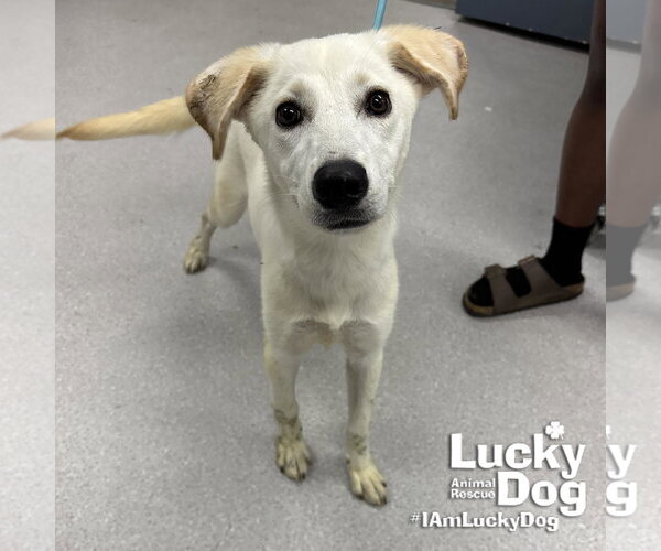Medium Photo #3 Labrador Retriever-Unknown Mix Puppy For Sale in Washington, DC, USA