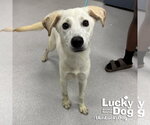 Small #2 Labrador Retriever Mix