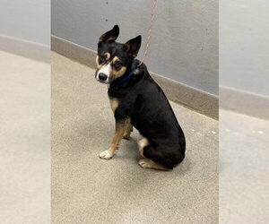Mutt Dogs for adoption in Las Vegas, NV, USA