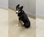 *WARLOCK - Male Mutt Dog for Adoption - Small photo
