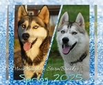 Image preview for Ad Listing. Nickname: Litter of 5